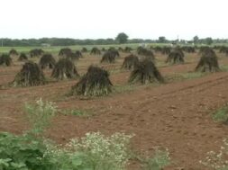 sesame crop fails
