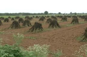 sesame crop fails