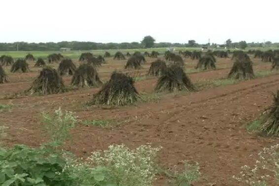 sesame crop fails