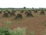 sesame crop fails