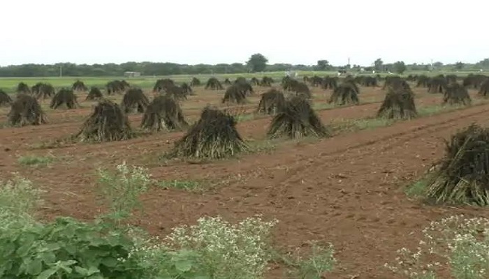 વિજાપુર તાલુકામાં ભારે વરસાદને લીધે કાળા તલનો પાક નિષ્ફળ
