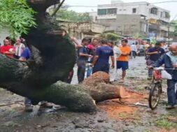 tree falls in valasad