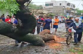 tree falls in valasad