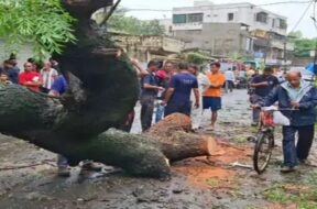 tree falls in valasad