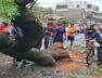 tree falls in valasad
