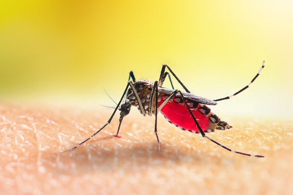મચ્છર HIV સંક્રમિત વ્યક્તિને કરડીને બીજા વ્યક્તિને કરડે, તો શું તેનાથી એઇડ્સ થશે?