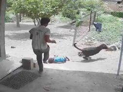 Amreli, dog bites baby