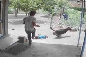 Amreli, dog bites baby