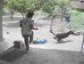Amreli, dog bites baby