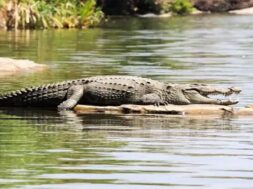 Crocodile