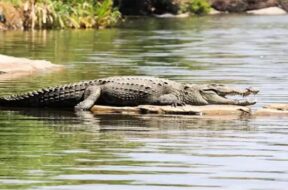 Crocodile