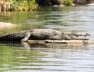 Crocodile