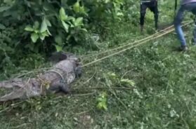 Crocodile