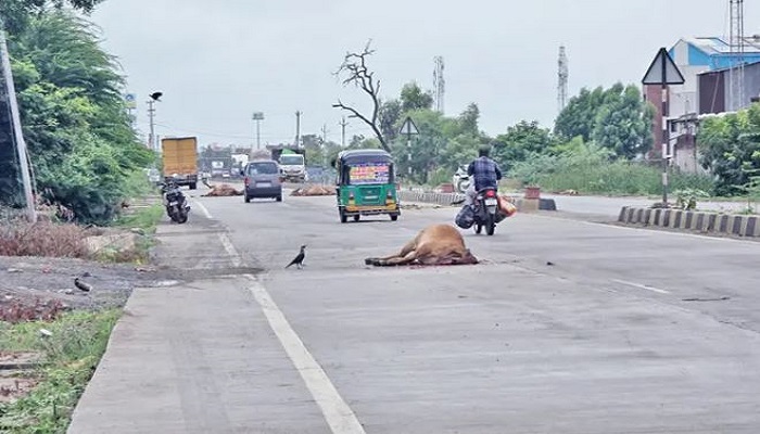 ધોળકા જીઆઈડીસી નજીક હાઈવે પર અજાણ્યા વાહનની ટક્કરે 4 ગાયોના મોત