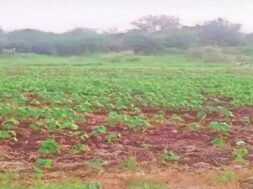 Farm