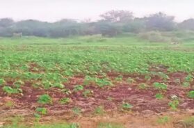 Farm