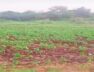 Farm