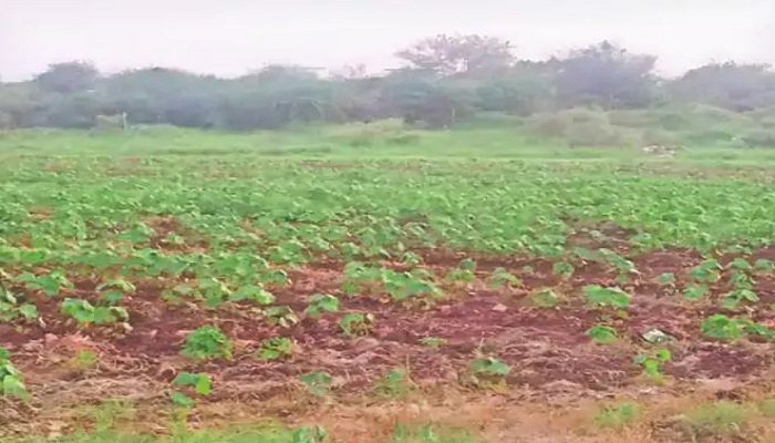 સુરેન્દ્રનગર જિલ્લામાં કપાસના પાકમાં ગુલાબી ઈયળોના ઉપદ્રવથી ખેડૂતો પરેશાન