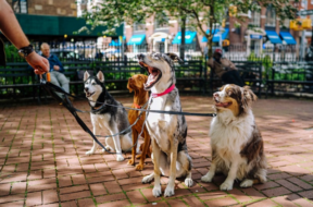 dog