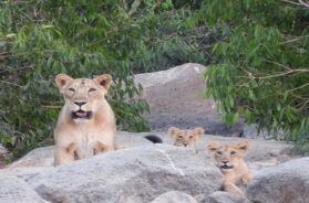 lion-2