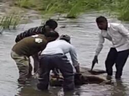 lion, dead body