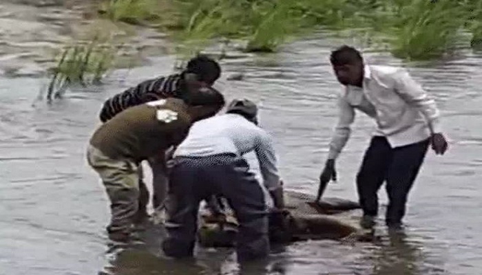 વાડીમાં વીજ કરંટથી સિંહનું મોત થયા બાદ મૃતદેહ નદીમાં ફેંકી દીધો, બેની ધરપકડ