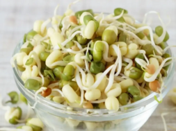 sprout