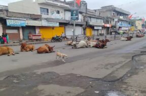 stary cattle, surendranagar