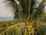 COCONET