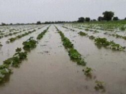 Damage to agricultural crop in rain-1