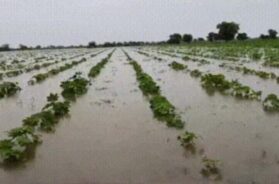 Damage to agricultural crop in rain-1