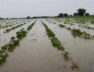 Damage to agricultural crop in rain-1