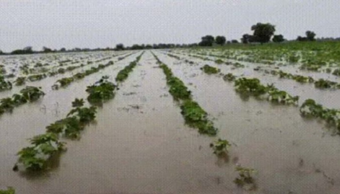 ભારે વરસાદ બાદ બનાસકાંઠા, પાટણ અને કચ્છમાં તારાજીના દ્રશ્યો સામે આવ્યા