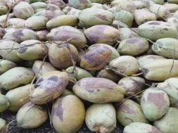 Green coconut