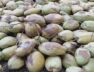 Green coconut