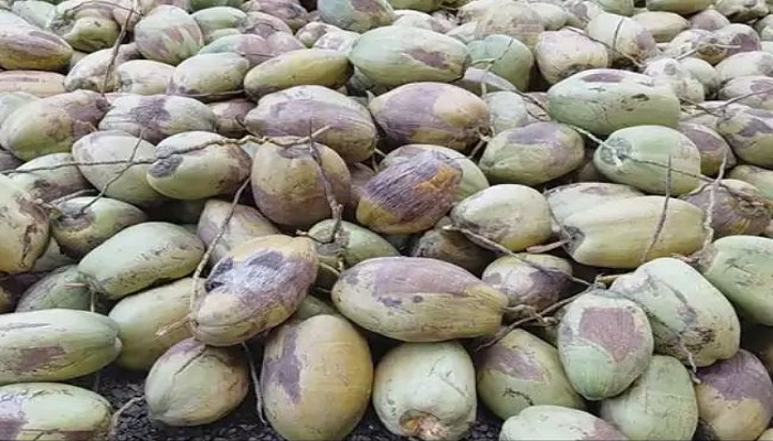 મહુવા માર્કેટ યાર્ડમાં લીલા નાળિયેરની ધૂમ આવક છતાં ભાવમાં વધારો નોંધાયો