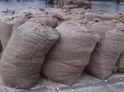 Groundnut, muhuva yard