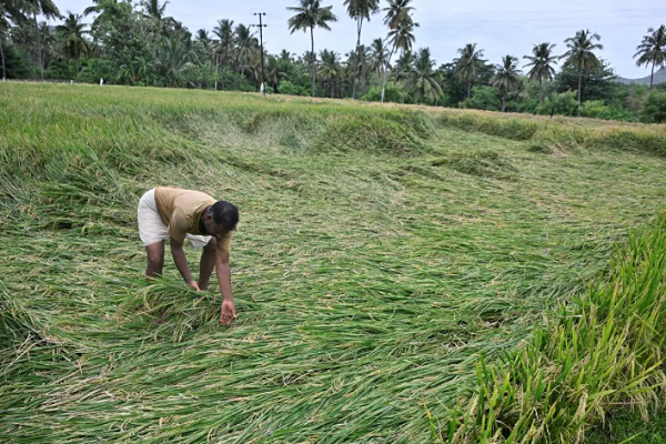 મહારાષ્ટ્રઃ વરસાદથી થયેલા નુકસાન માટે સરકારે ખેડૂતોને રૂ. 1,339.49 કરોડ કર્યાં જાહેર
