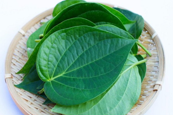 નાગરવેલના પાનના અદ્ભુત ફાયદા, આ 7 લોકો માટે વરદાન