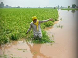 punjab