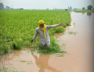 punjab