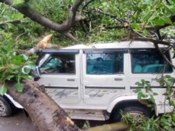 A tree fell on the bolero car