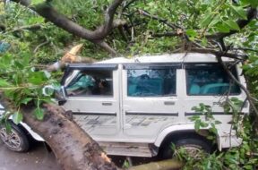 A tree fell on the bolero car