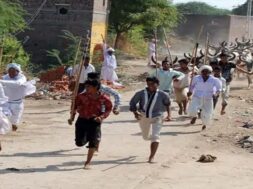 Cow racing competition