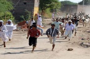 Cow racing competition