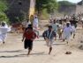 Cow racing competition