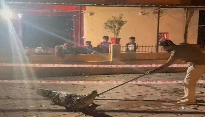 વડોદરામાં ગાજરવાડી વિસ્તારમાં 7.5 ફુટનો મહાકાય મગરનું રેસ્ક્યુ કરાયુ