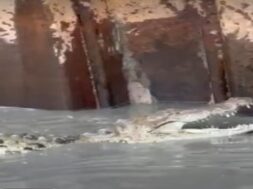 Crocodile