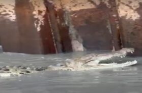 Crocodile