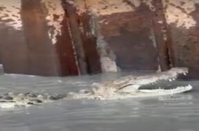 Crocodile